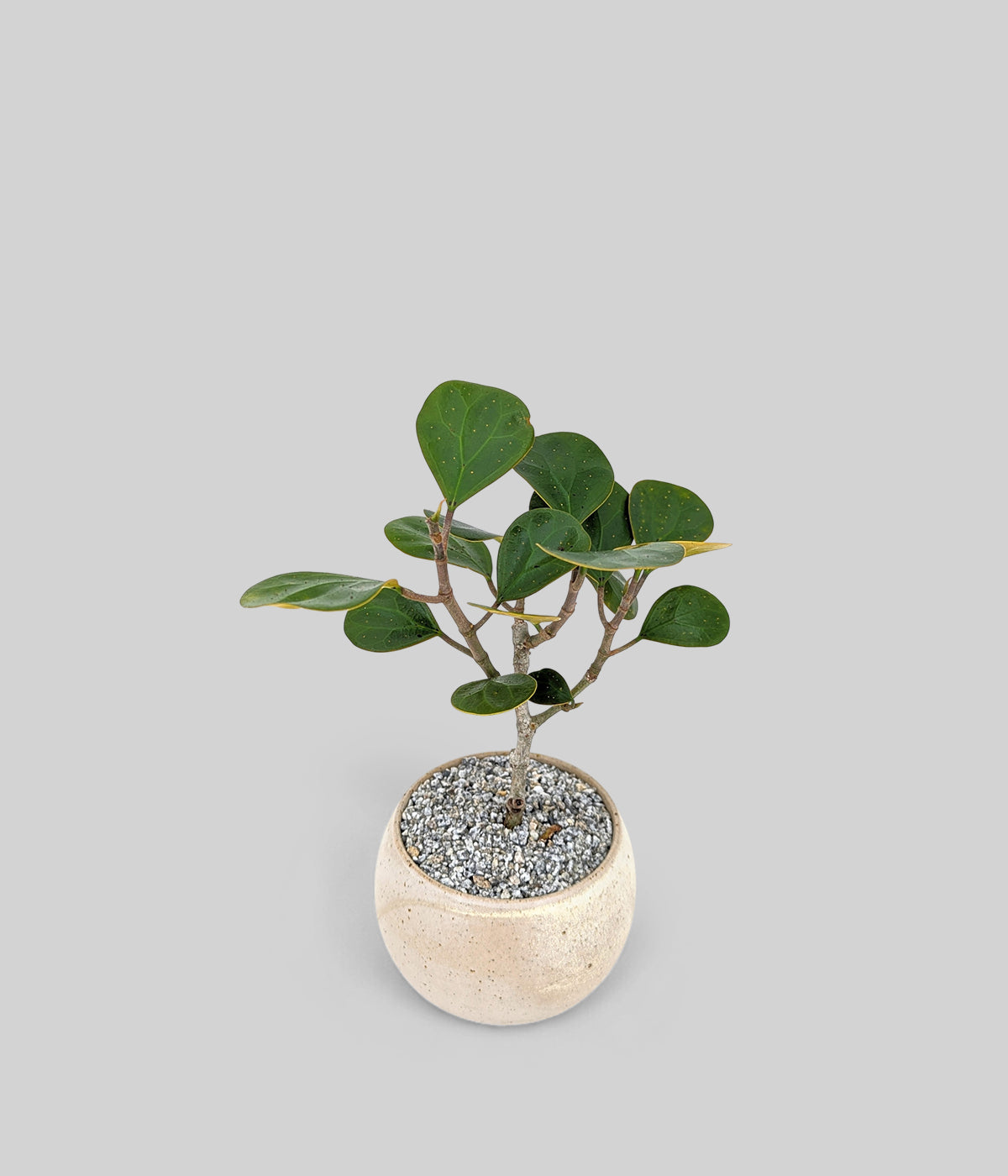 Mistletoe Fig Bonsai Tree