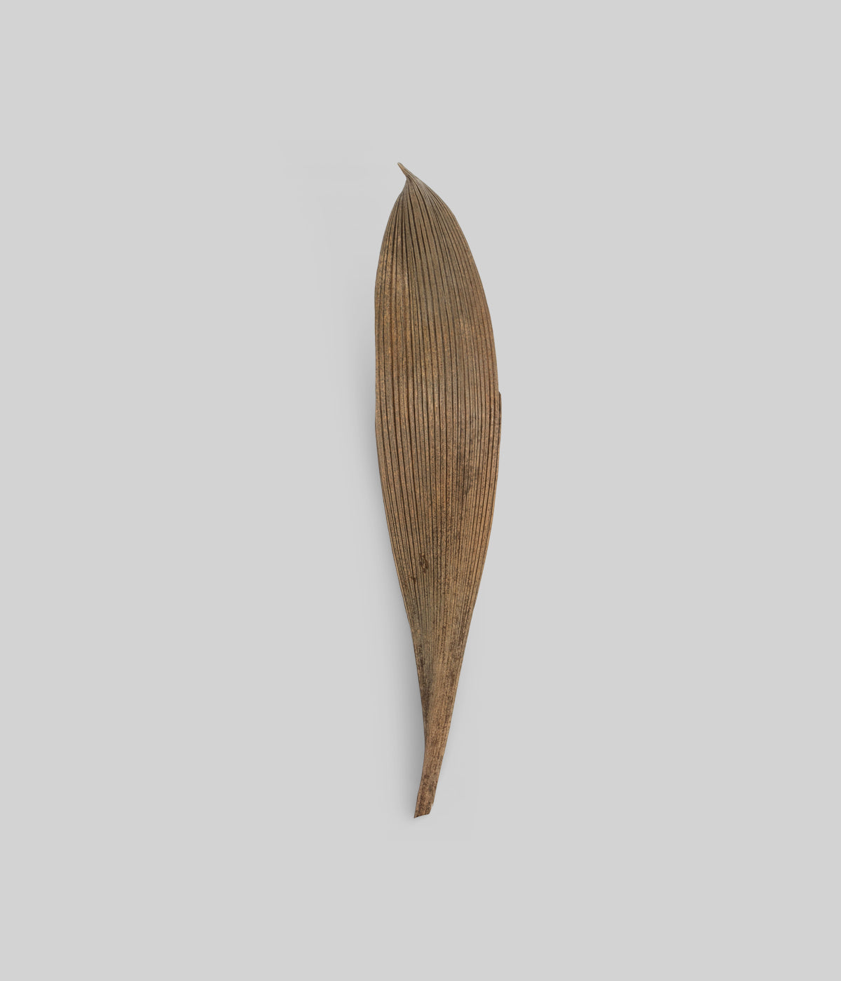 Dried Brown Palm Paddles