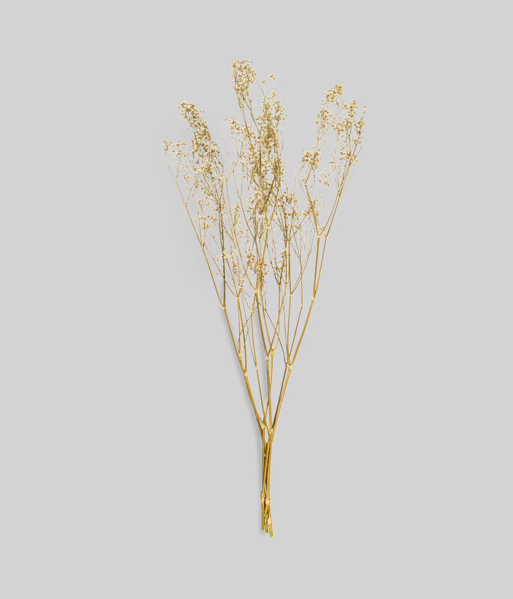 Dried White Gypsophila
