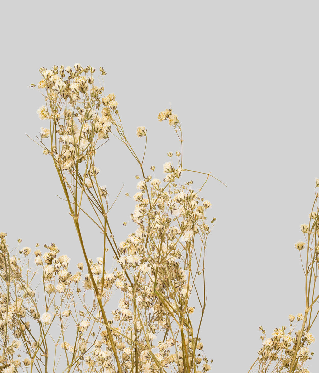 Dried White Gypsophila