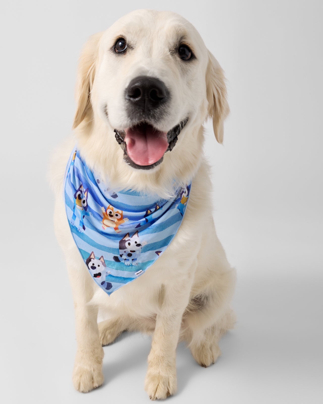 Bluey Dance All Day Pet Bandana