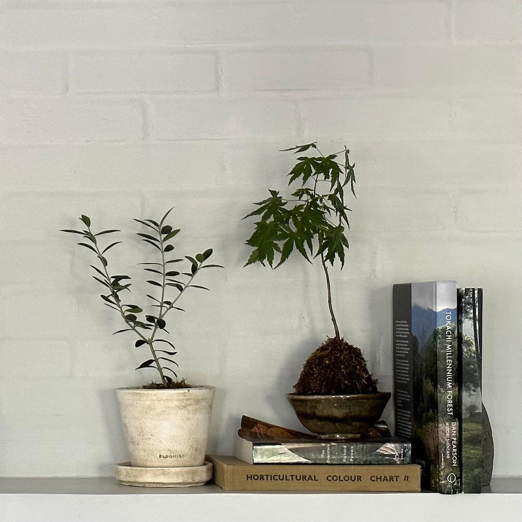 Olive Tree, Potted