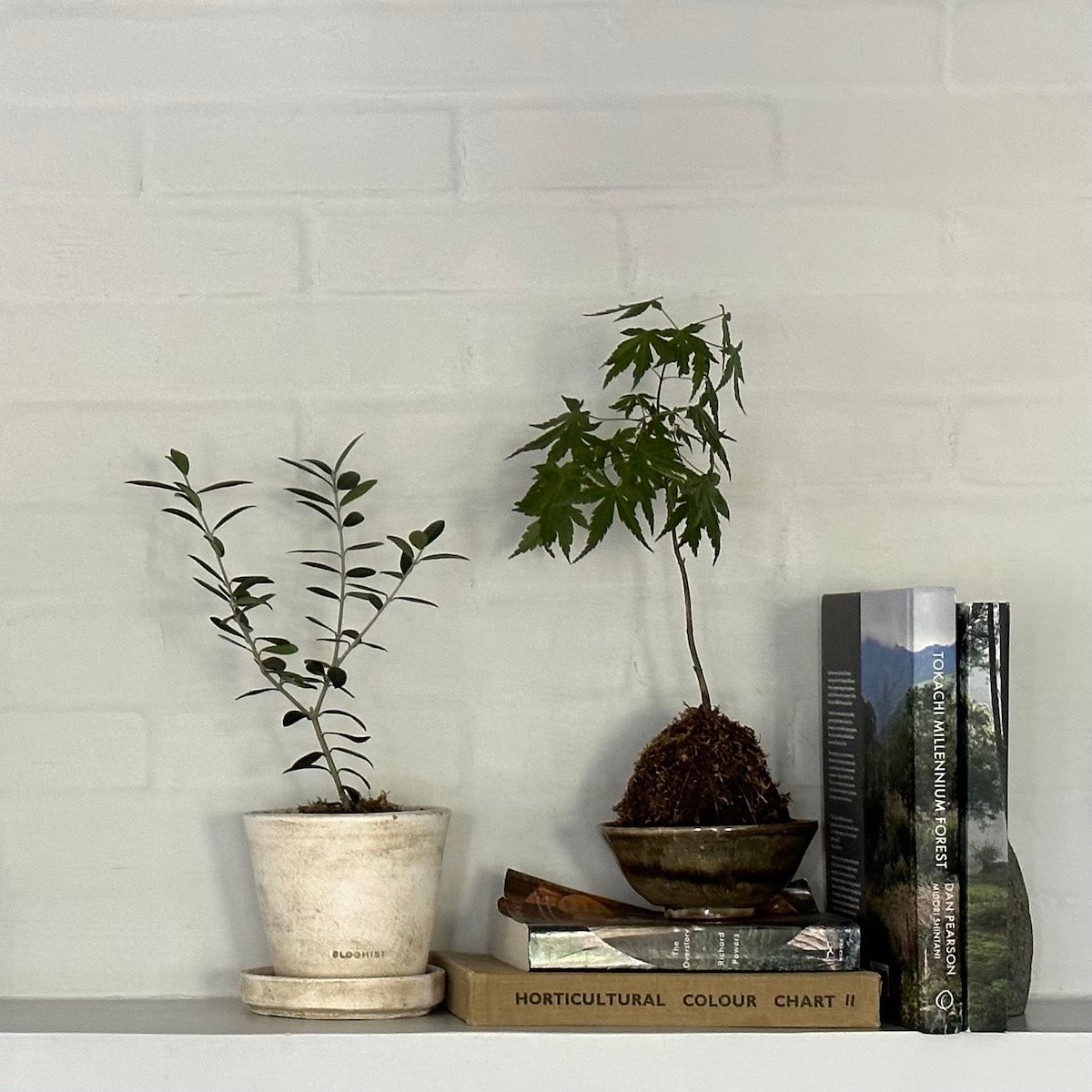 Olive Tree, Potted