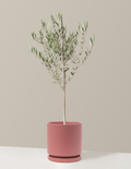 Olive Tree