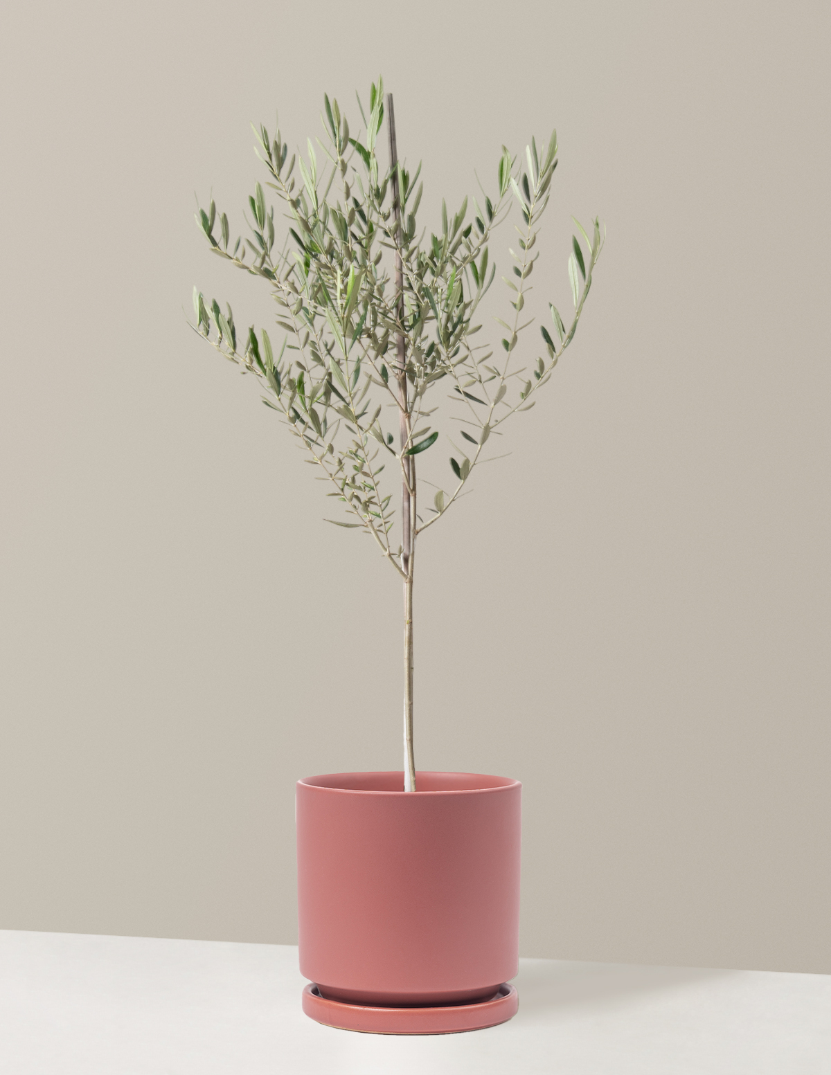 Olive Tree