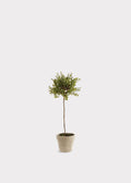 Artificial Thyme Herb Topiary Potted Plant - 13"