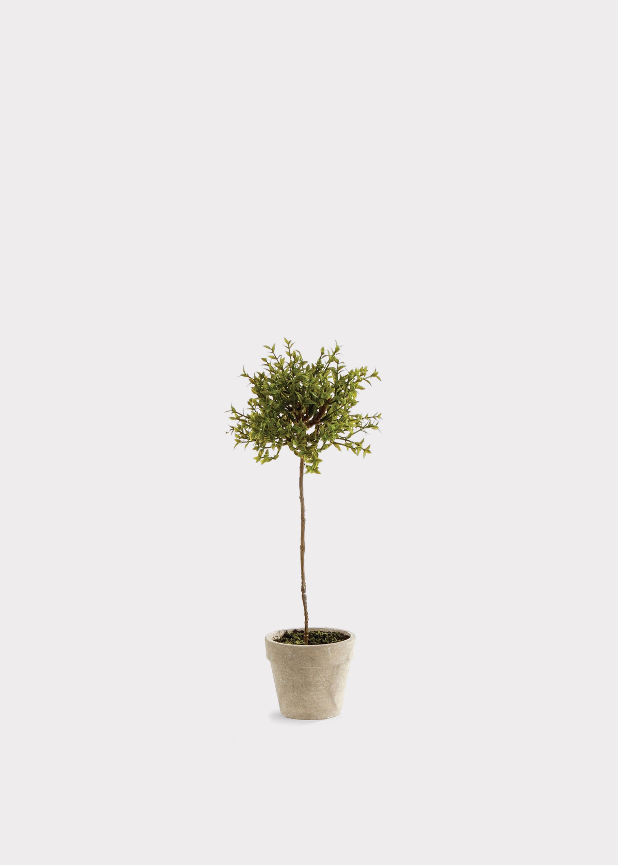 Artificial Thyme Herb Topiary Potted Plant - 13"