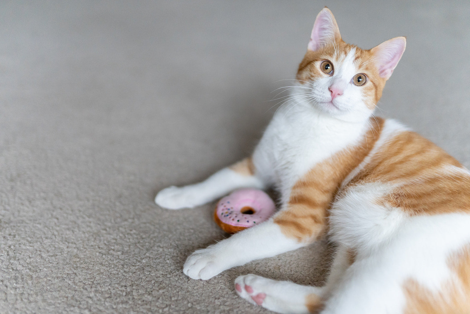 Feline Frenzy Kitty Kreme Donuts