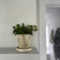 Peperomia 'Glabella', Potted