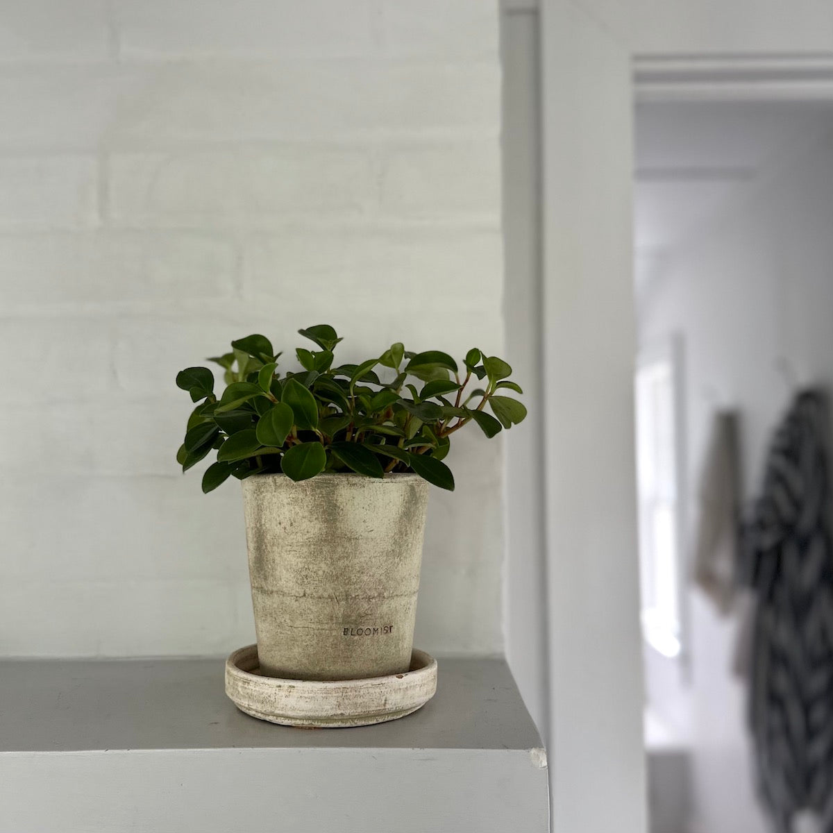 Peperomia 'Glabella', Potted