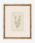 Petite Floral VII