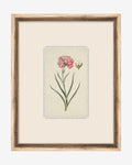 Petite Floral VIII