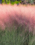 Pink Muhly Grass