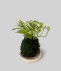 Pearls & Jade Pothos Kokedama