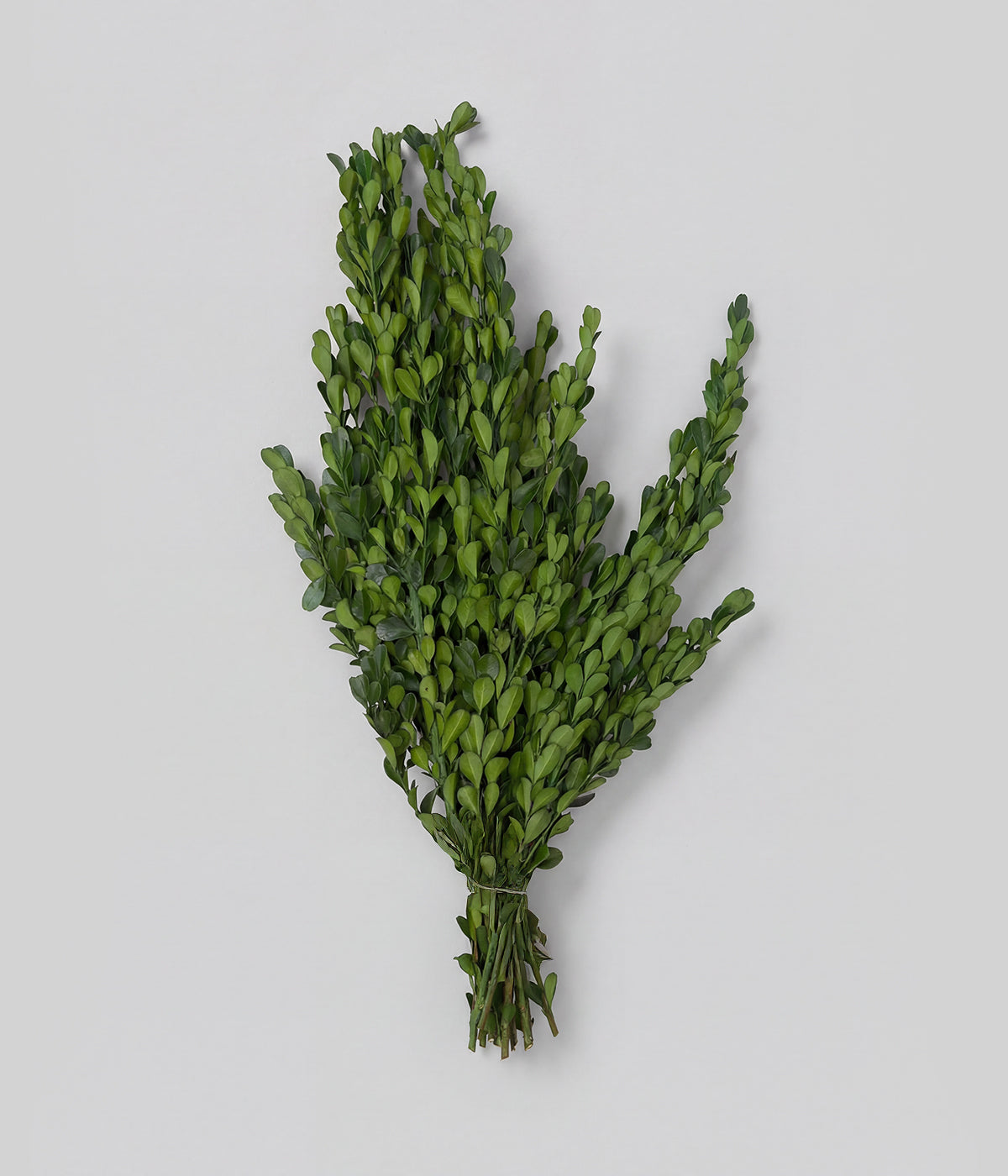 Preserved Boxwood Stems