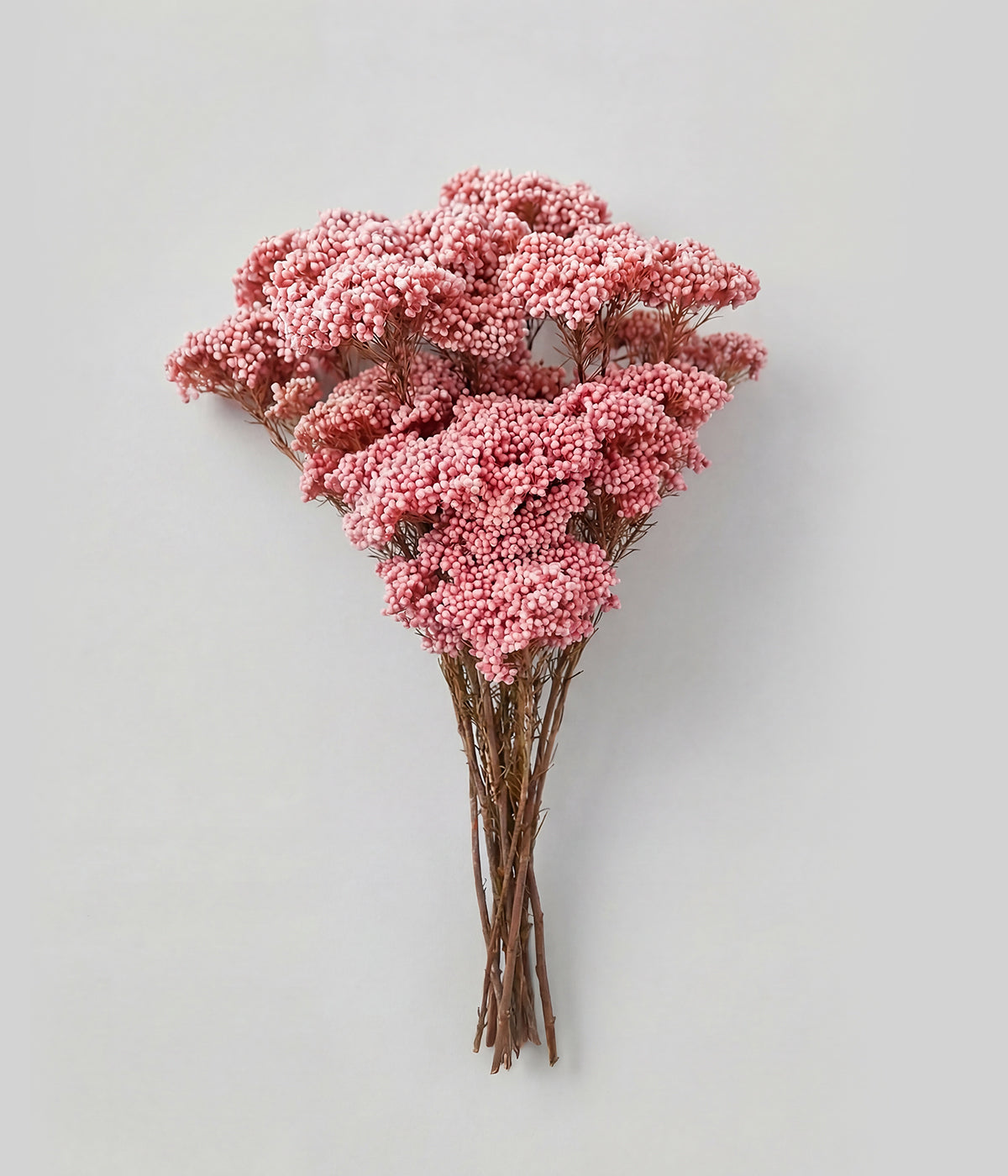 Preserved Pink Rice Flower
