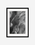 Ranunculus 2 Photography Print by Carley Rudd