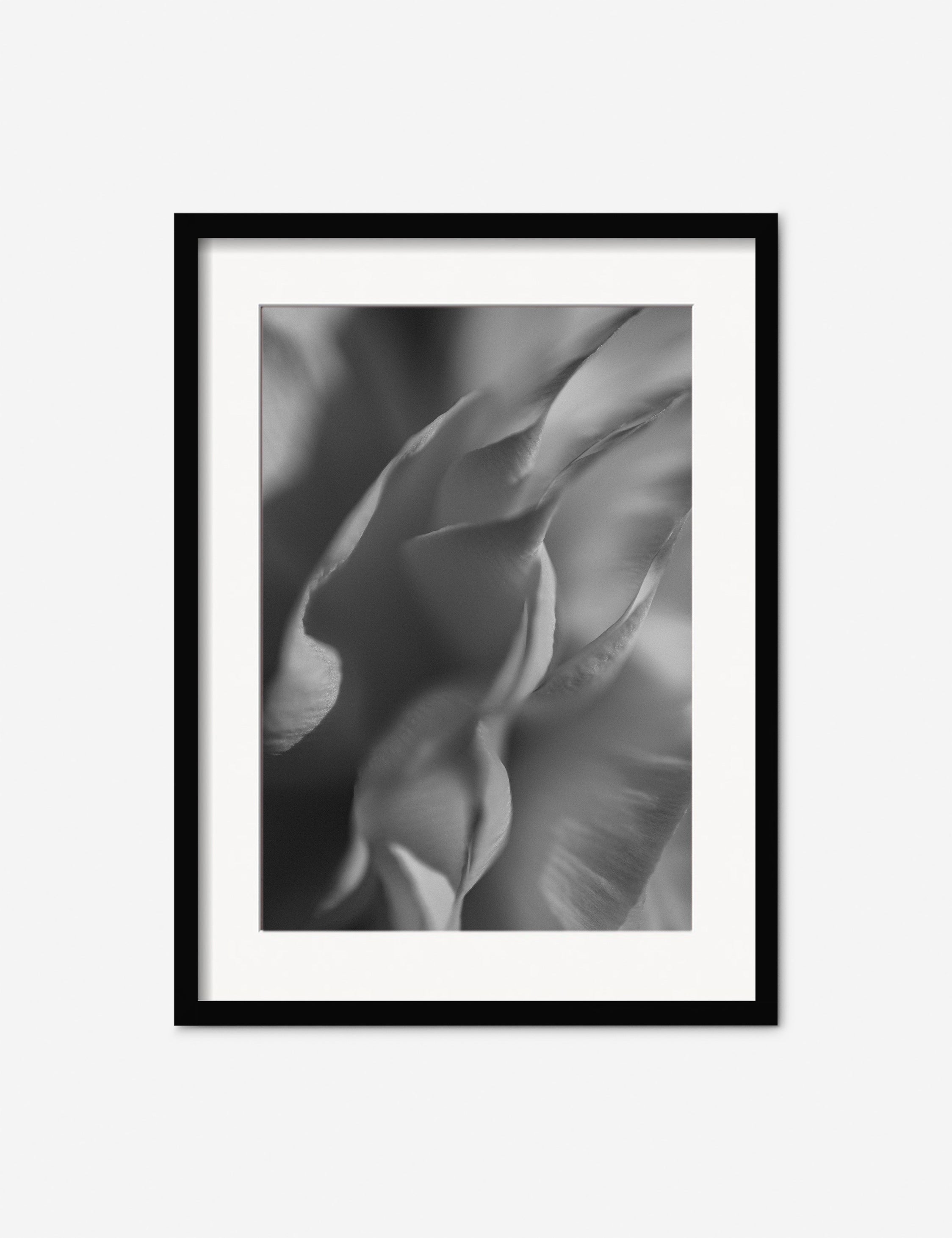 Ranunculus 2 Photography Print by Carley Rudd