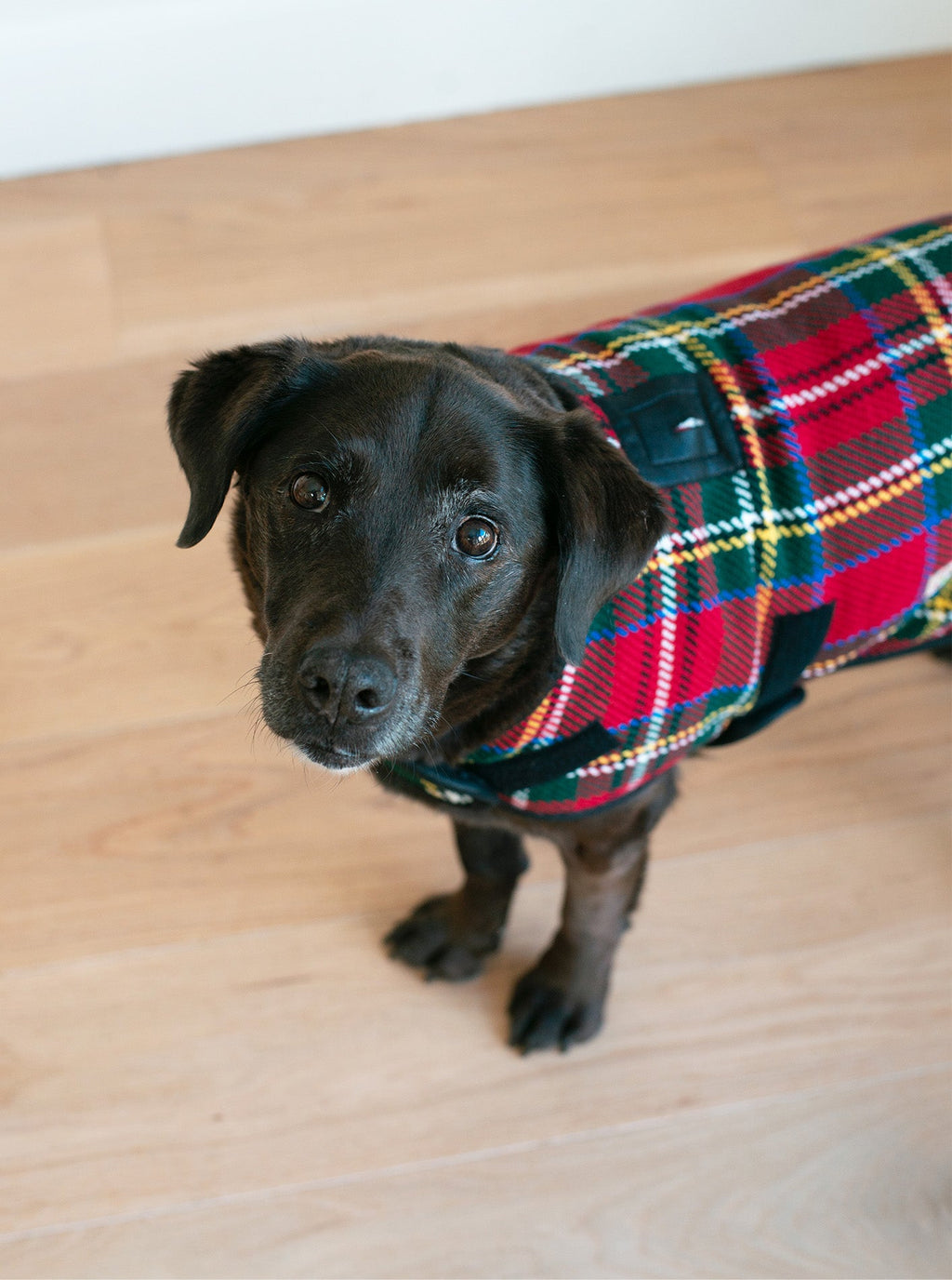 SCOTTY PLAID DOG COAT