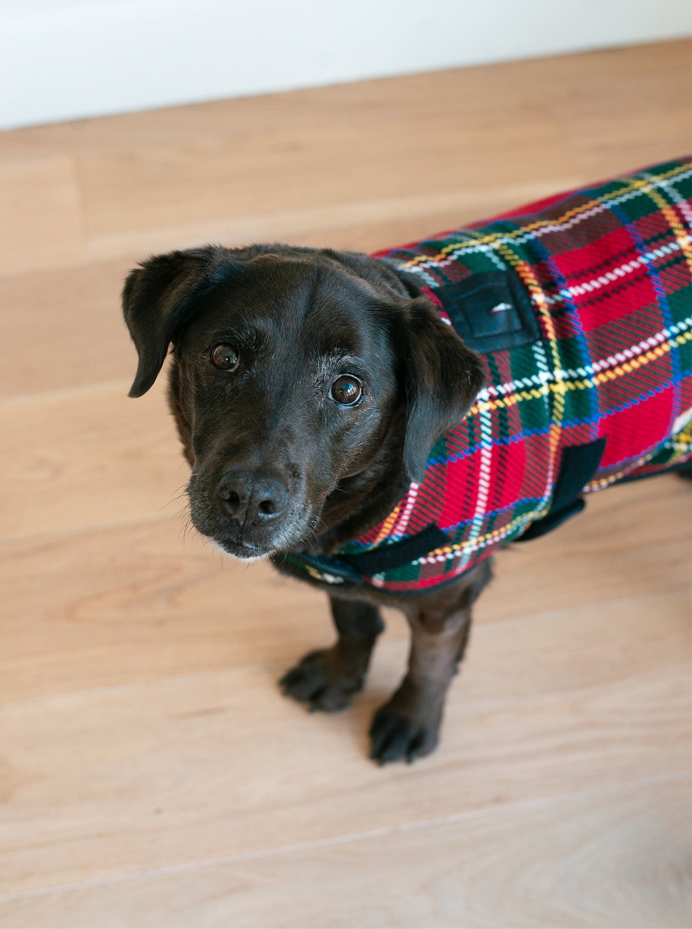 SCOTTY PLAID DOG COAT