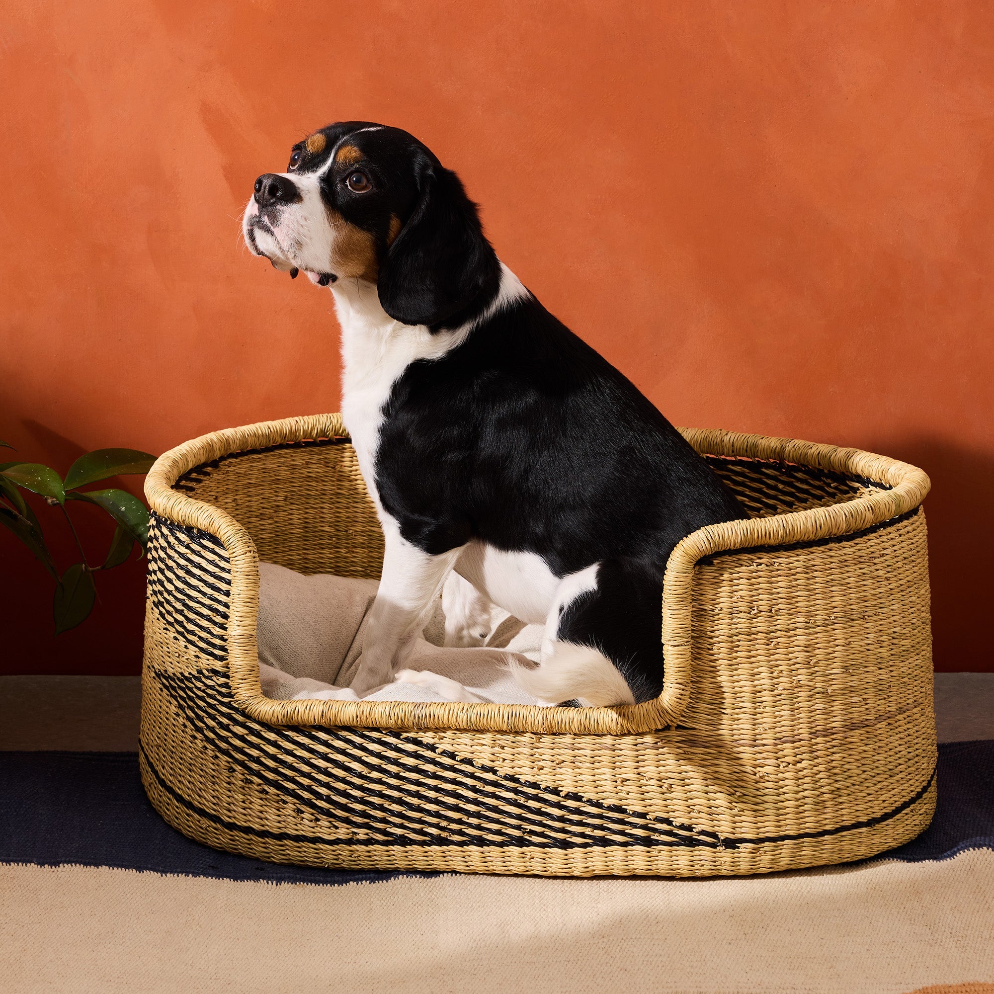 Medium Dog Bed Basket