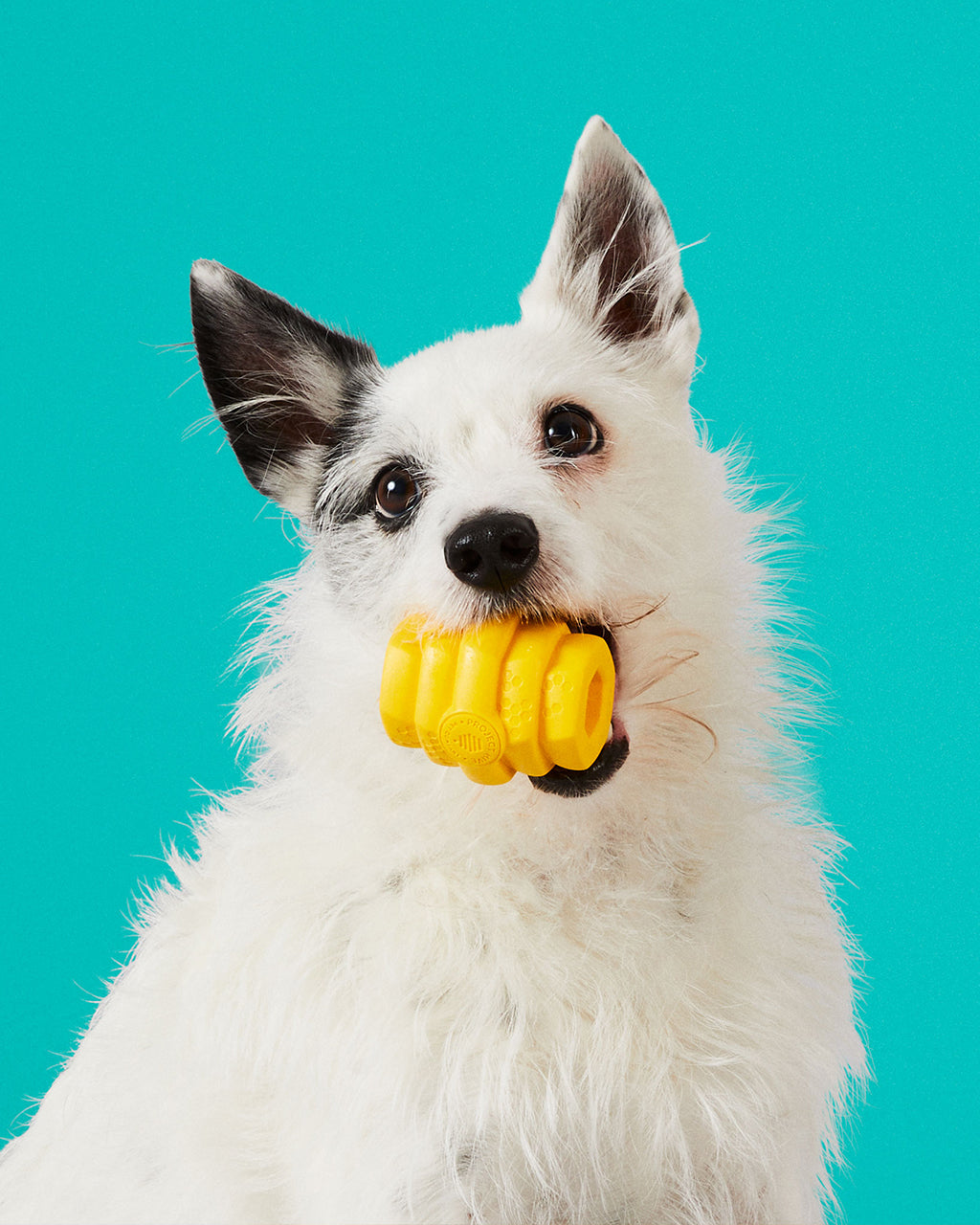 HIVE CHEW DOG TOY by Project Hive