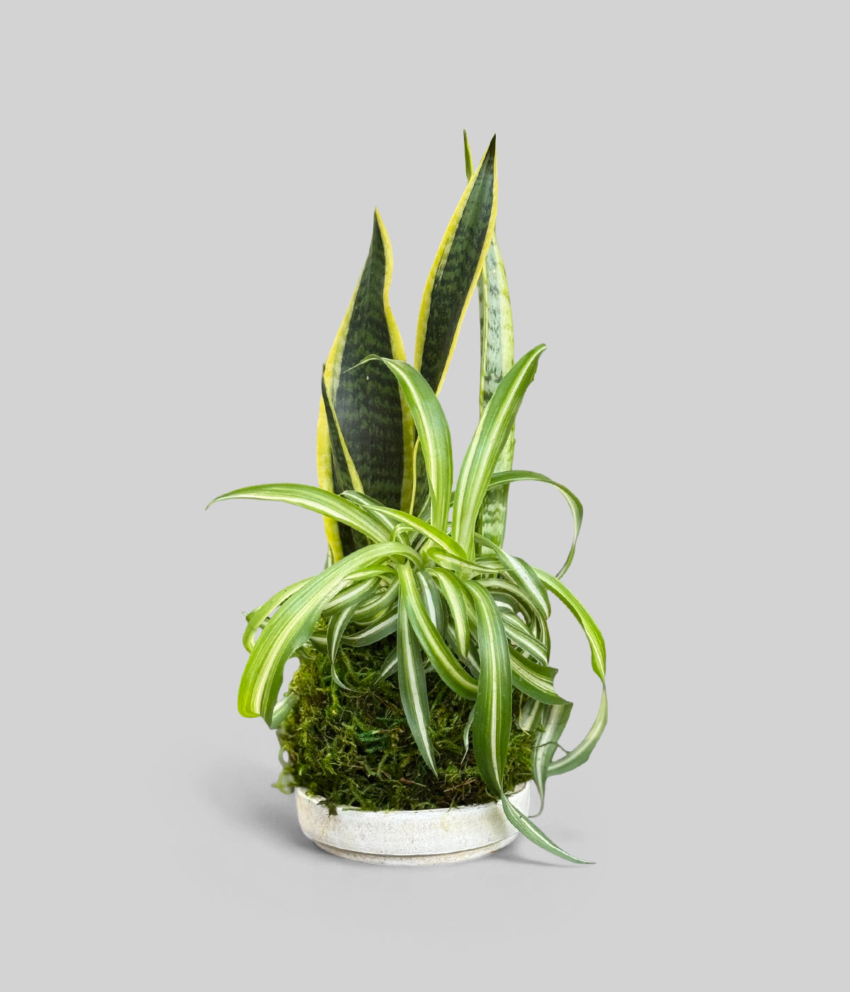 Sansevieria and Spider Plant Kokedama