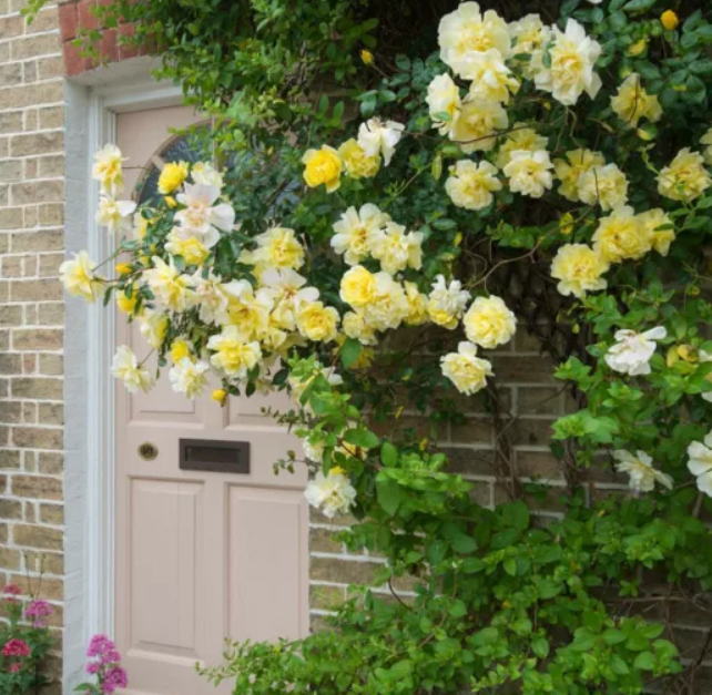 Golden Showers - Climbing Rose