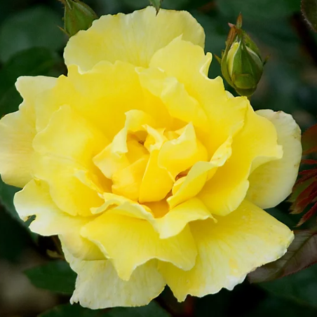 Golden Showers - Climbing Rose