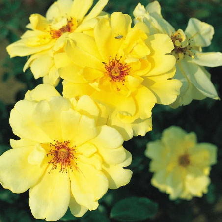 Golden Showers - Climbing Rose