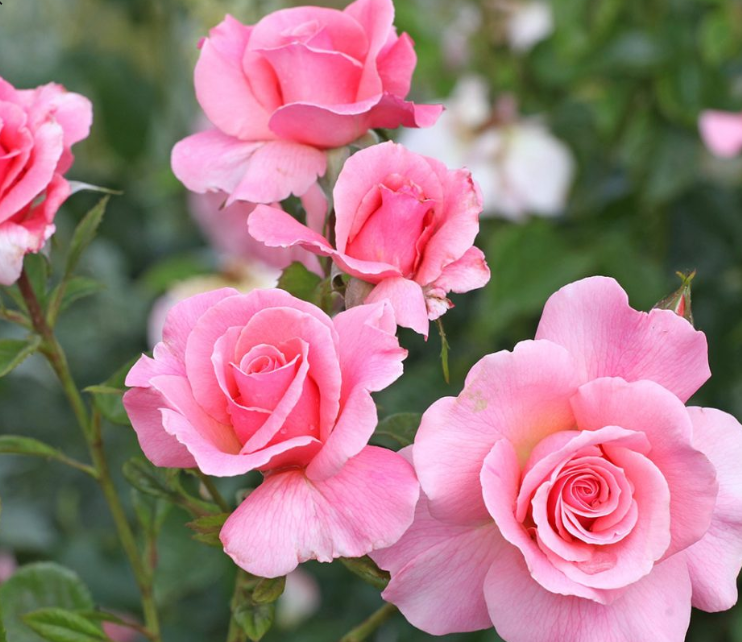 Tickled Pink