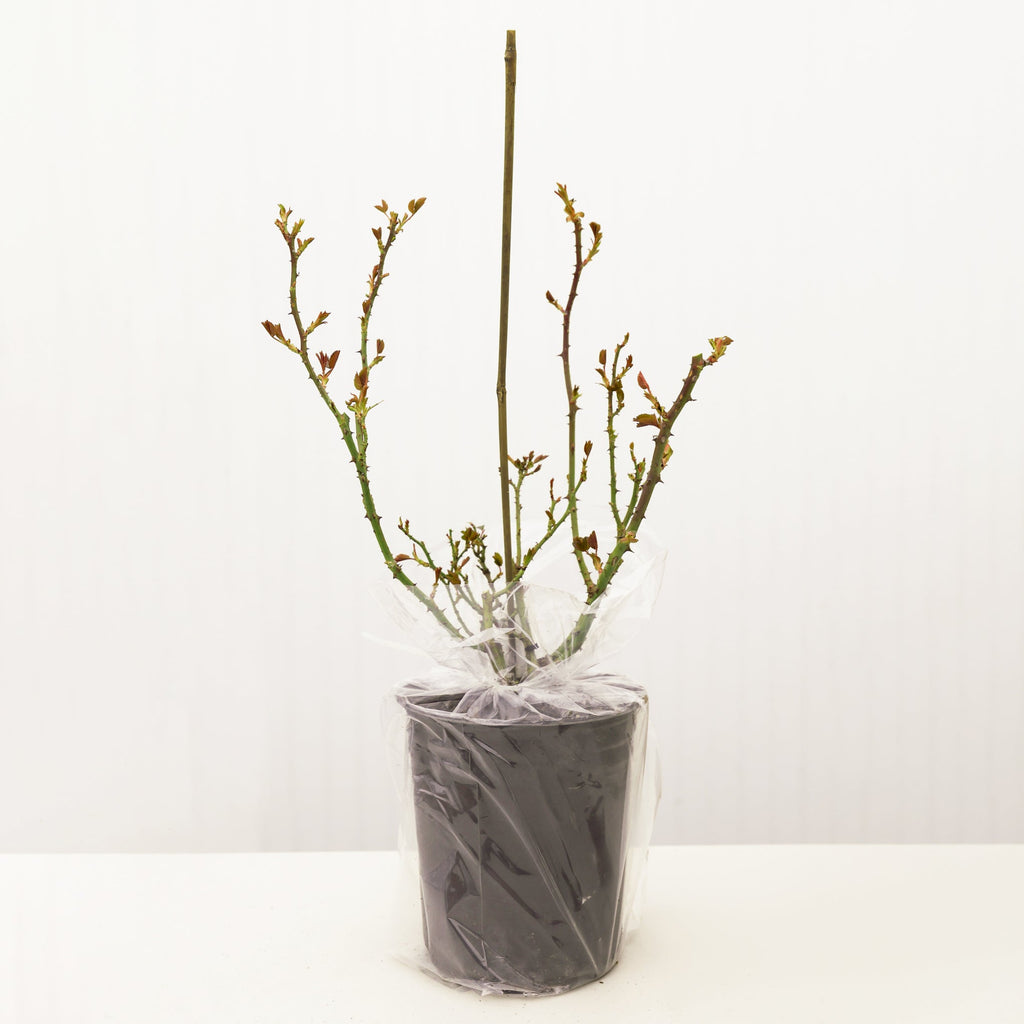 Princess Charlene de Monaco® Rose Bush
