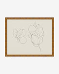 Sketched Fruit II