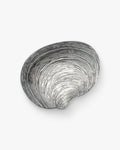 Specchio Shell Bowl in Silver