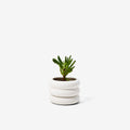 Stacking Planter Mini - Short