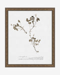 Subdued Botanicals I