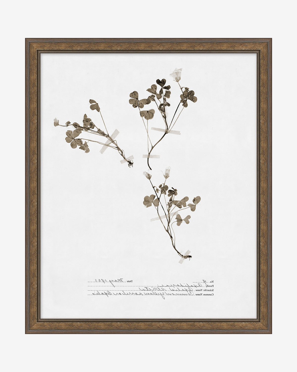 Subdued Botanicals I