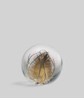 Teasel Botanical Resin Paperweight