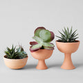Goblet Terra Cotta Planter