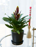 Bromeliad Vriesea ‘Vogue’