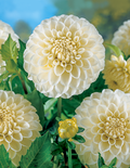 Boom Boom White Dahlias