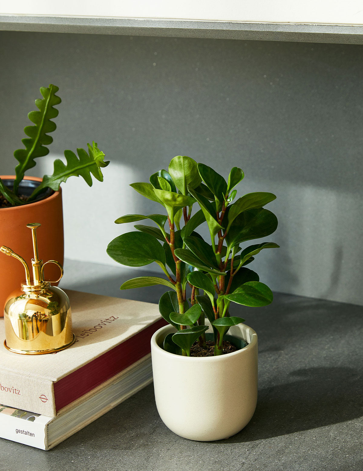 Baby Rubber Plant