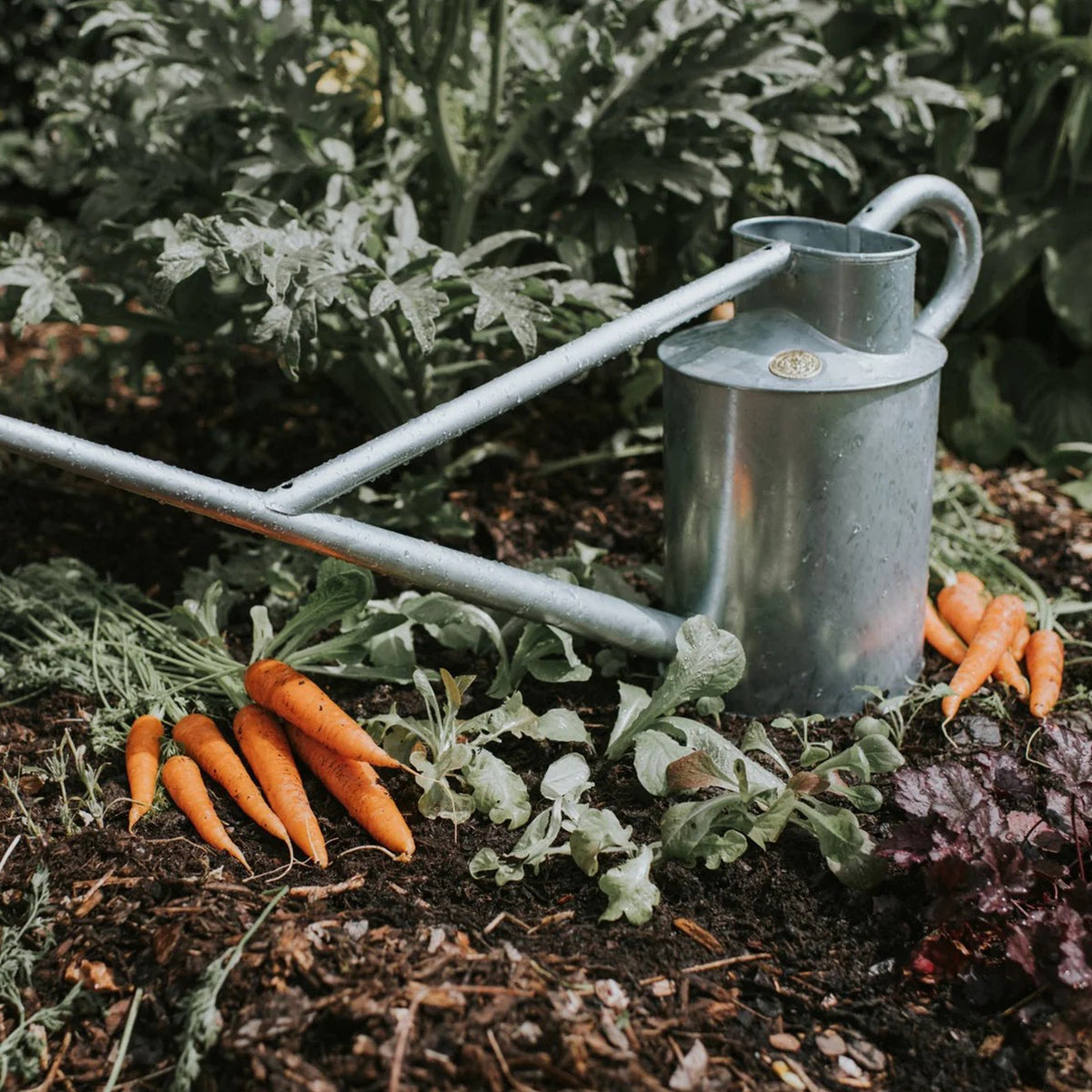 The Warley Fall HDG - 2 Gallon Galvanized Watering Can