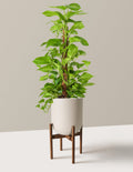 Golden Pothos Totem