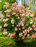 Vanilla Strawberry™ Hydrangea