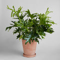 Whitewash Terracotta Studio Planter