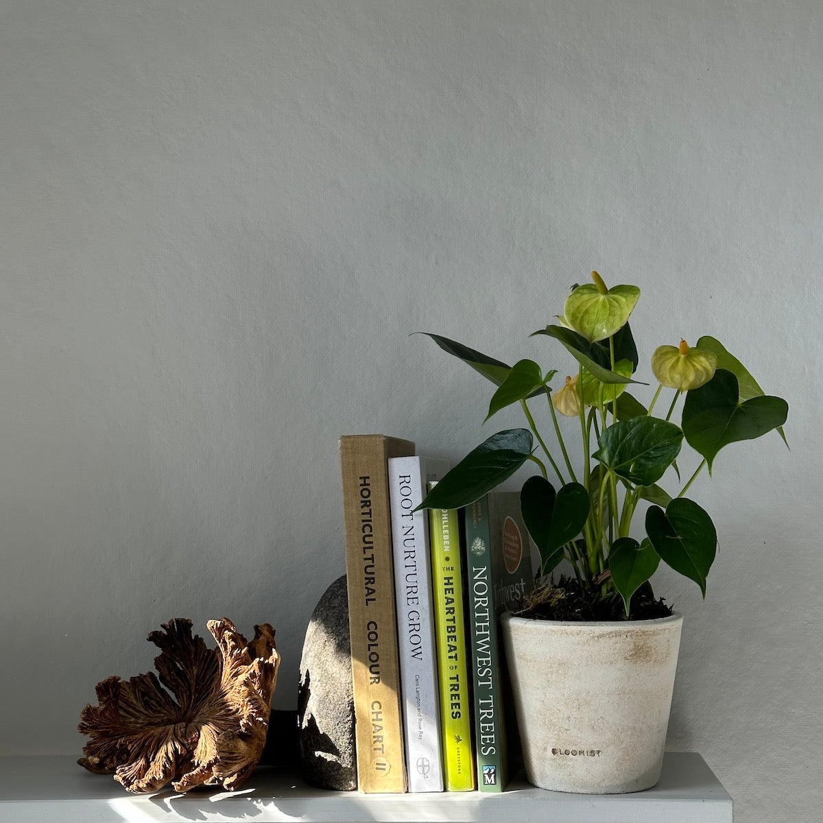 White Anthurium, Potted