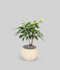 Weeping Fig Bonsai Tree