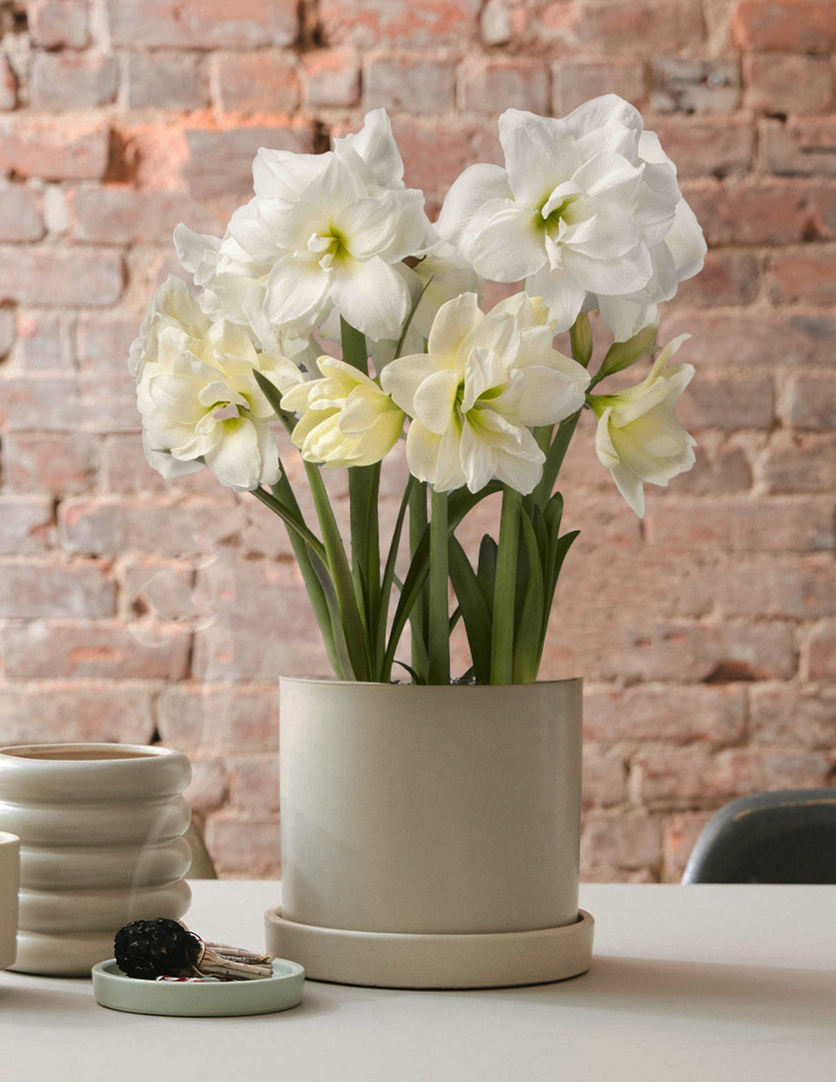 Festive Amaryllis