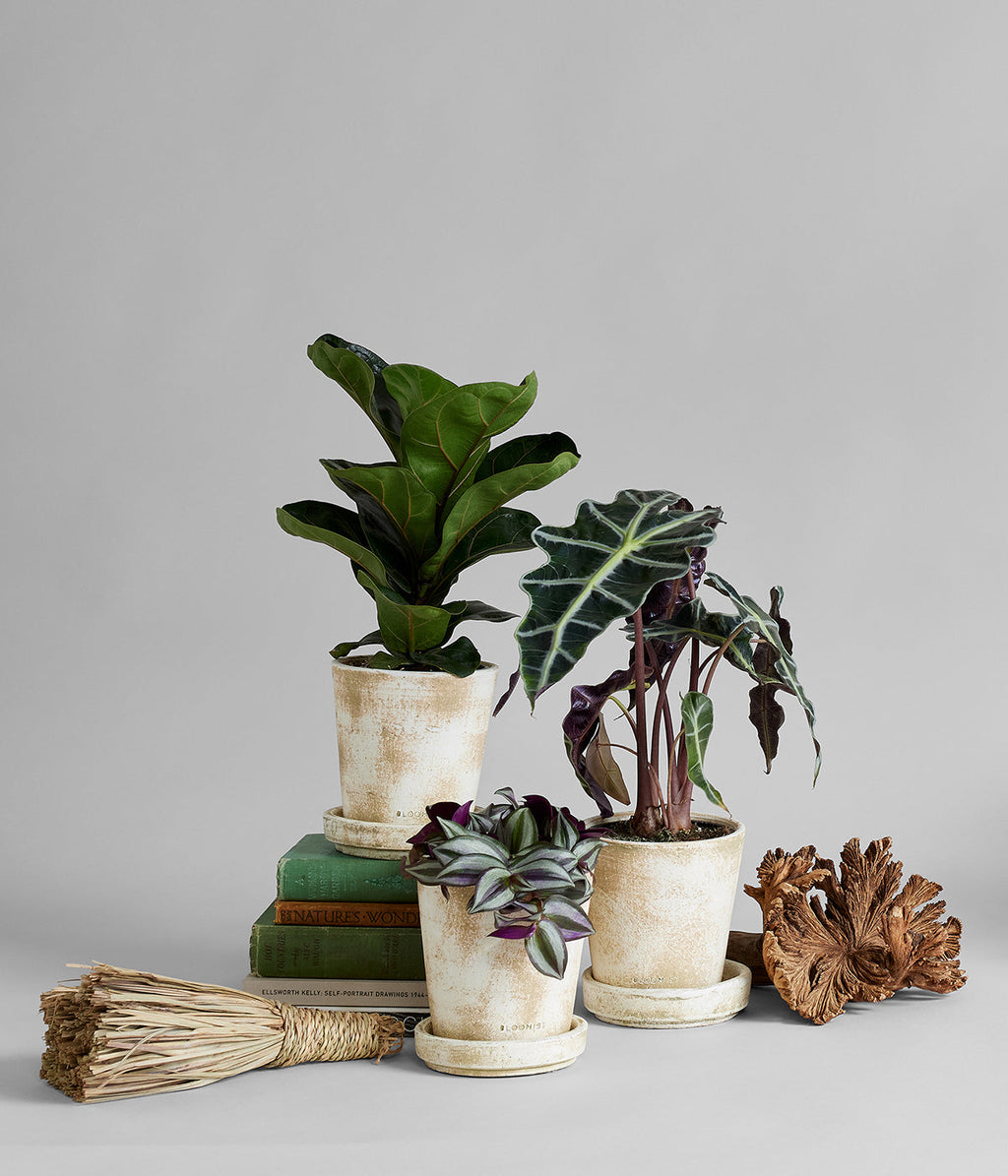 White Patina Planters and Trays Bundle